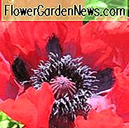 Papaver Orientale 'Schönheit des Livermere', orientalische Mohnblume 'Schönheit des Livermere', Mohnblume 'Schönheit des Livermere', roter Mohn, roter orientalischer Mohn, roter Papaver Orientale