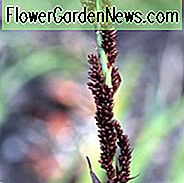 Agave desmetiana 'Variegata', Bonte gladde Agave, Agave regeliana, Agave miradorensis, Agave desmettiana, Bonte dwerg Agave