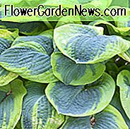 Hosta Frances Williams, Bunte Wegerich Lilie, Wegerich Lilie 'Frances Williams', Schatten Stauden, Pflanzen für den Schatten