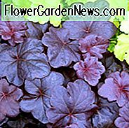 Helenium Sahin Frühblüher, Narzisse Sahlin Frühblüher, Helenium Autumnale, Gewöhnliches Nieskraut Sahin Frühblüher, Falsche Sonnenblume Sahin Frühblüher, Helens Blume Sahin Frühblüher, Gelb Stern Sahin Frühblüher, später Sommer