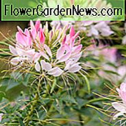 Cleome Hassleriana 'Sparkler Blush', Spider Flower 'Sparkler Blush', Spider Plant 'Sparkler Blush', Pinke Königin 'Sparkler Blush', Cleome spinosa 'Sparkler Blush', Cleome 'Sparkler Blush', Hohe Einjährige Blumen, Hohe Blumen, Rosa einjährige, Pinke Blumen