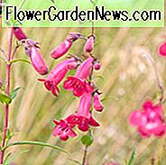 Penstemon 'Firebird', Bartzunge 'Schoenholzeri', Bartzunge 'Schoenholzeri', Penstemon hartwegii 'Feuervogel', Penstemon rupicola 'Rubin', Penstemon 'Schoenholzeri', Bartzunge 'Feuervogel', Bartzunge 'Feuervogel', Roter Penstemon