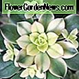 Yucca Gloriosa 'Bright Star', Variegated Spanischer Dolch, 'Bright Star' Yucca, Yucca gloriosa 'Walbristar'