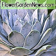 Agave desmetiana 'Variegata', Bunte Agave, Agave reguliana, Agave miradorensis, Agave desmettiana, Bunte Zwergagave