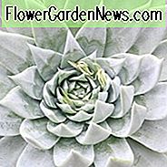Dudleya pulverulenta, Chalk Liveforever, Kalksalat, Blue Dudleya, grau Dudleya, blau saftig, grau sukkulent