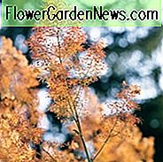 Macleaya Microcarpa 'Kelways Coral Plume', Plume Mohn 'Kelways Coral Plume', Macleaya Microcarpa 'Coral Plume'