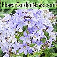 Campanula Lactiflora 'Prichard's Variety', Milchige Glockenblume 'Prichard's Variety', Glockenblume 'Prichard's Variety', Violette Blüten, Lila Blüten, Campanula Lactiflora 'Prichard's Variety'