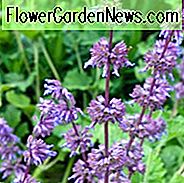 Salvia Verticillata 'Lila Regen', Salvia 'Lila Regen', Salbei 'Lila Regen', Whorled Salbei 'Lila Regen', Whorled Salbei 'Lila Regen', Mehrjährige Salbei, Hardy Salbei, Lila Salbei, Whorled Salbei 'Lila Regen', Flieder Salbei 'Purple Rain'