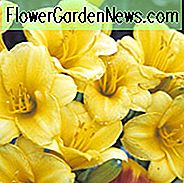 Hemelocallis 'Stella de Oro', Taglilie 'Stella de Oro', Taglilie 'Stella de Oro', 'Stella de Oro' Taglilie, Taglilien, Taglilie, Taglilien, gelbe Blüten, gelbe Taglilie, gelbe Taglilie, Hemerocallidaceae, Staude, Pflanze