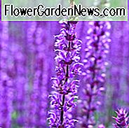 Salvia Nemorosa Caradonna, Salvia Caradonna, Sage Caradonna, preisgekrönte Salvia, Balkan Clary Caradonna, Steppen-Salbei Caradonna, Salvia x Sylvestris 'Caradonna'