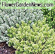 Hebe Rakaiensis, Shrubby Veronica, Rakai Hebe, immergrüner Strauch, kleiner Strauch, Zwergstrauch, Golden Dome Hebe
