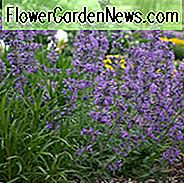 Nepeta x Psfike 'Kleine Trudy', Katzenminze 'Kleine Trudy', Nepeta Psfike 'Kleine Trudy', Nepeta 'Kleine Trudy', Zwergkatze, Zwerg Nepeta, Beste mehrjährige Pflanzen, lange blühende Stauden