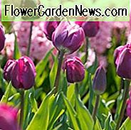 Tulipa Negrita, Tulpe 'Negrita', Triumph Tulpe 'Negrita', Triumph Tulpen, Frühlingszwiebeln, Frühlingsblumen, Tulipe Negrita, Purple Tulip