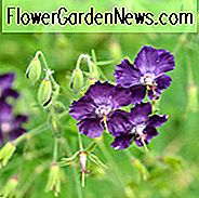 Geranie Phaeum 'Lily Lovell', Geranie 'Lily Lovell', Dusky Kranichschnabel 'Lily Lovell', 'Lily Lovell' Geranium, Trauernde Witwe 'Lily Lovell', Purpurrote Geranie, Beste Geranien, Beste Bodendecker