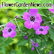 Geranie Psilostemon, armenische Cranesbill, Geranium Armenum, Hardy Geranie, lila Geranie, lila Blüten