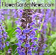 Alvia x Sylvestris, Salvia Hauptacht, Salvia May Nacht, Holz Salbei 'Mainacht', Salvia x Superba 'Mai Nacht', Salvia Nemorosa 'Mai Nacht', Salvia Sylvestris