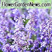 Nepeta Racemosa Walker niedrig, Nepeta Walker niedrig, Katzenminze Walker niedrig, beste mehrjährige Pflanzen, Auszeichnung mehrjährige, lang blühende Staude