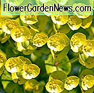 Euphorbia Characias, Wolfsmilch, Mittelmeer Wolfsmilch, Euphorbia Characias subsp. Wulfenii