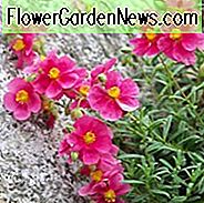 Helianthemum 'Raspberry Ripple', Steinrose 'Raspberry Ripple', Sonnenrose 'Raspberry Ripple', rosa BlĂŒten, Bodendecker, Groundcover, mehrjĂ€hrige Bodendecker, mediterrane Pflanzen