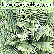 Dryopteris filix-mas, MĂ€nnlicher Farn, Korbfarn, Schildfarn, Schattenpflanzen, mehrjĂ€hrige schattenspendende, schattenspendende Pflanzen, Pflanzen fĂŒr nasse Böden