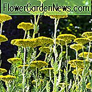 Achillea Coronation Gold, Schafgarbe Coronation Gold, AGM Schafgarbe, sommerblühende ausdauernde, trockenheitsresistente mehrjährige, gelb blühende Staude