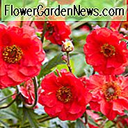 Geum 'Frau J. Bradshaw', 'Frau J. Bradshaw' Avens, Red Geum, Rote Avens, Rote Blumen
