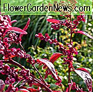 Atriplex Hortensis Var. Rubra, Roter Bergspinat, Roter Orach, Bergspinat, Französischer Spinat