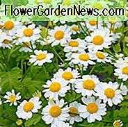 Tanacetum parthenium 'Aureum', goldenes Feverfew, goldene Feder, Chrysantheme parthenium 'Aureum', weiße Blumen, goldenes Laub, gelbes Laub