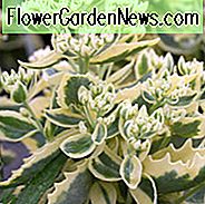 Sedum Herbstzauber, Fetthenne 'Herbstzauber', Sedum telephium 'Herbstzauber', Auffälliges Sedum 'Herbstzauber', Sedum 'Lajos', Hylotelephium 'Lajos', Verändertes Sedum