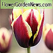 Tulipa Gavota, Tulpe 'Gavota', Triumph Tulpe 'Gavota', Triumph Tulpen, Frühlingszwiebeln, Frühlingsblumen, Tulpe Weiß Gavota, Zweifarbige Tulpen, Tulipes Triomphe, Mittlere Frühlingstulpen