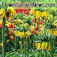 Fritillaria Imperialis, kroon Imperiaal, medio voorjaar bloeien, Fritillaria Lutea Maxima, late lente bloeien, gele kroon imperiaal