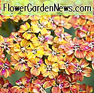 Achillea Millefolium 'Terrakotta', Achillea 'Terrakotta', 'Terrakotta' Schafgarbe, Schafgarbe, Schafgarbe, Zimmerkraut, Achillea Millefolium, Schafgarbe, Schafgarbe, Sommer Staude, trockenheitsresistente Staude, orange Blüten, gelbe Blüten