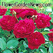 Rose 'Darcey Bussel', Rosa 'Darcey Bussel', Englische Rose 'Darcey Bussel', David Austin Rosen, Englische Rosen, Strauchrosen, Rote Rosen, Rosensträucher, Gartenrosen