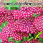 Achillea Millefolium 'Red Velvet', Achillea 'Red Velvet', 'Red Velvet' duizendblad, duizendblad, duizendblad, Carpenter's Weed, Achillea Millefolium, duizendbladplant, duizendbladbloem, meerjarige zomerplant, droogtetolerante meerjarige plant, rode bloemen