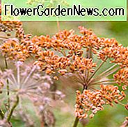Foeniculum Vulgare 'Rubrum', Bronze Fennel, Foeniculum vulgare subsp. vulgare 'Rubrum',
