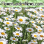 Leucanthemum x Superbum 'Snowcap', Shasta Daisy, Shasta Daisy 'Snowcap', White Flowers, 'Snowcap' Shasta Daisy