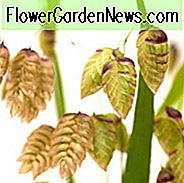 Briza Media, Quaking Grass, Siergras, Decoratiegras, Gemeenschappelijk trilgras, Rammelaargras, Parelgras, Rillend gras, Trilling Grass, Cow Quakes, Didder, Totter, Dillies