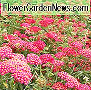 Achillea Paprika, Schafgarbe Paprika, Achillea Millefolium Paprika, sommerblühende ausdauernde, trockenheitsresistente Staude, rot blühende Staude