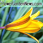 Hemerocallis 'Golden Chimes', Taglilie 'Golden Chimes', Taglilie 'Golden Chimes', 'Golden Chimes' Taglilie, frühe Midseason Daylily, gelbe Taglilien, gelbe Taglilie, Taglilien, gelbe Blüten, gelbe Hemerocallis