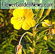Oenothera Biennis, Nachtkerze, Abendstern, Sonnentropfen, Kaffeepflanze, Heilpflanze, Fieberpflanze, Feldprimel, vier Uhr, deutsche Rampion, große Rampion, Nachtweidenröschen, Scabbish, Scurvish, Wild Four O'Clock