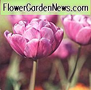 Tulipa Blue Diamond, Tulpe 'Blue Diamond', Doppelte Late Tulip 'Blue Diamond', Doppelte Späte Tulpen, Frühlingszwiebeln, Frühlingsblumen, Tulipe Blue Diamond, Doppelte Späte Tulpe, Lila Tulpe