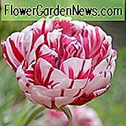 Tulipa Carnaval de Nice, Tulpe 'Carnaval De Nice', Doppelte Späte Tulpe 'Carnaval De Nice', Doppelte Späte Tulpen, Frühlingszwiebeln, Frühlingsblumen, Tulipe Carnaval de Nice, Zweifarbige Tulpen, Tulipes Doubles Tardives