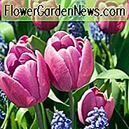 Tulipa 'Blue Ribbon', Tulpe 'Blue Ribbon', Triumph Tulip 'Blue Ribbon', Triumph Tulpen, Frühlingsblumen, Frühlingsblumen, Purple Tulips, Pink Tulips, Tulpen Triomphe, Mid-Frühling Tulpen