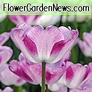 Tulipa Shirley, Tulpe 'Shirley', Triumph Tulpe 'Shirley', Triumph Tulpen, Frühlingszwiebeln, Frühlingsblumen, weiße Tulpe, purpurrote Tulpe