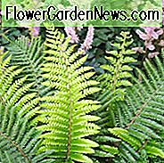 Polystichum Setiferum เฟิร์นฟิลด์เฟิร์น Polystichum setiferum angulare, Polystichum setiferum bulbosum พืชร่มเงาไม้ยืนต้นพืชสำหรับร่มพืชสำหรับดินเปียก