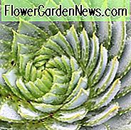 Aloe Polyphylla, Spiral Aloe