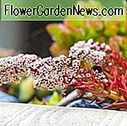 Crassula capitella 'Lagerfeuer', Lagerfeuer Crassula, Crassula 'Blaze', Crassula 'Flamme', Rote Sukkulente, rote Crassula, trockentolerante Pflanze, mediterrane Pflanze