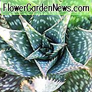 Euphorbia Polygona 'Snowflake', Schneeflocke 'Euphorbia, graue Sukkulente, Trockenheit tolerante Pflanze, Euphorbia horrida