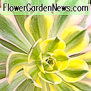 Aeonium Sunburst, Aeonium Dekorum 'Sunburst', Sunburst Aeonium, Bunt Aeonium
