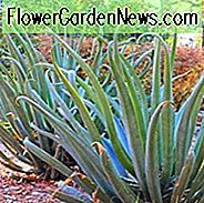 Agave vilmoriniana, Krake-Agave, gelbe Blumen, trocknende tolerante Pflanze, immergrüne Anlage
